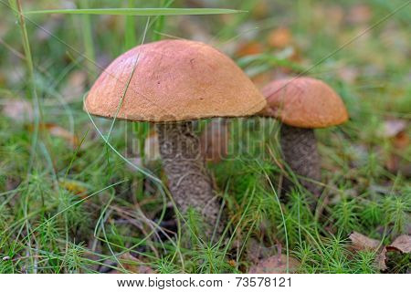 Two Mushrooms