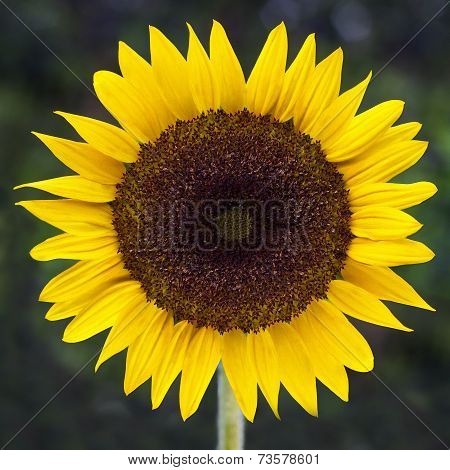 Sunflower with green background