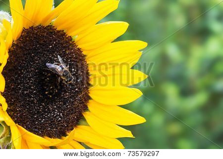 Sunflower with a bee