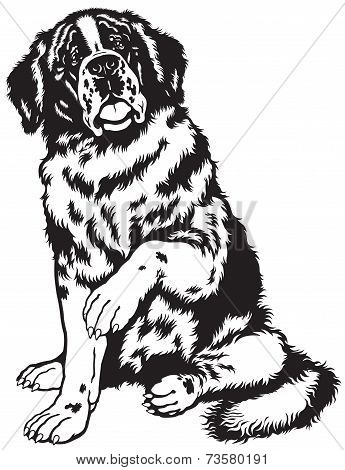 saint bernard dog black and white