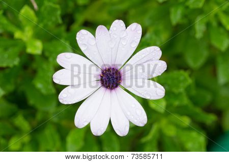 White Osteospermum African Daisy