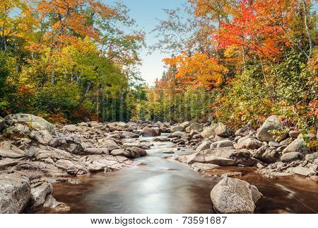 Foreat Stream In The Fall