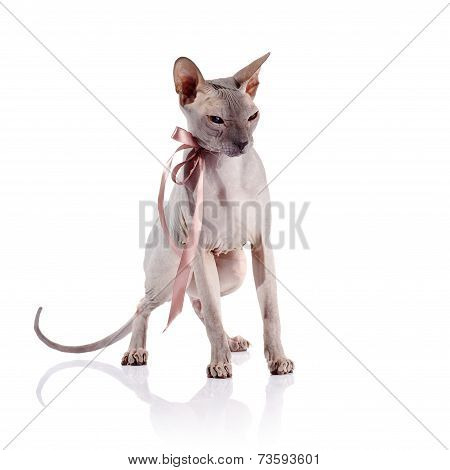 Bald Cat With A Tape.