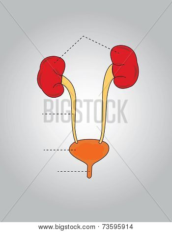 Urinary System