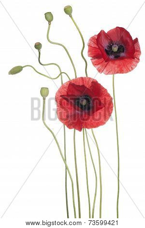 Poppy