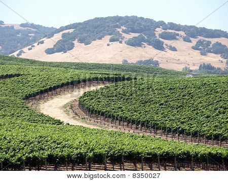 Vigneti di Napa Valley