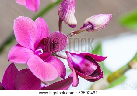 Beautiful Close Up Purple Orchid In The Garden