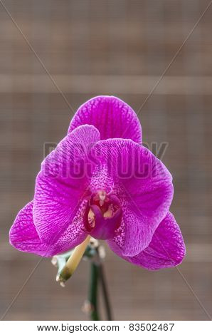 Beautiful Close Up Purple Orchid In The Garden