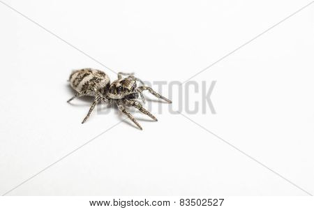 A Zebra Jumping Spider