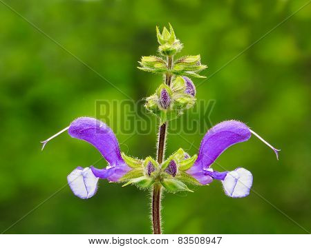 Meadow Sage (salvia Pratensis)