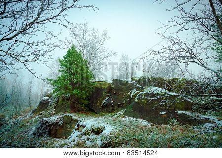 First Snow In Autumn Forest