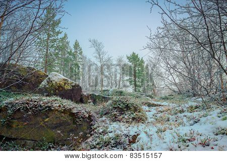 First Snow In Autumn Forest