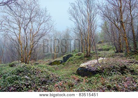 First Snow In Autumn Forest