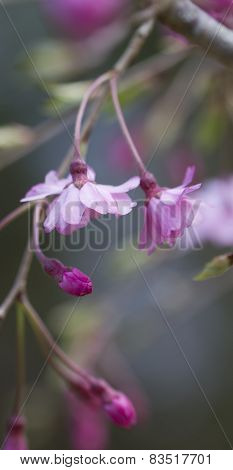 Japanese Weeping Cherry Blossom Background