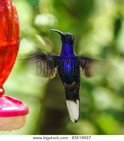Bright blue hummingbird hovering near a feeder in Monteverde Biological Reserve, Costa Rica
