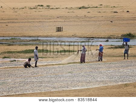Emptying The Fish Nets On The Dry River Bed.