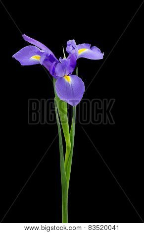 Blue Iris Isolated On Black