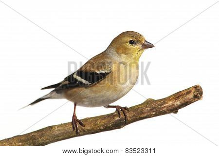 American Goldfinch (carduelis Tristis)