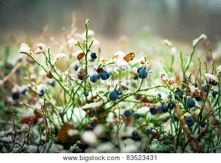 Bilberry Bush Covered With First Snow.
