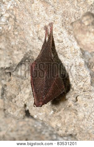 Lesser Horseshoe Bat (rhinolophus Hipposideros)