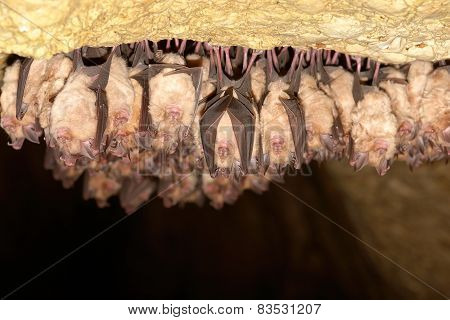 Group Of Lesser Horseshoe Bat (rhinolophus Hipposideros)