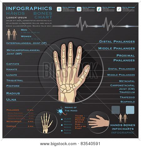Hand Bone Skelatal System Infographic Infocharts Health And Medical