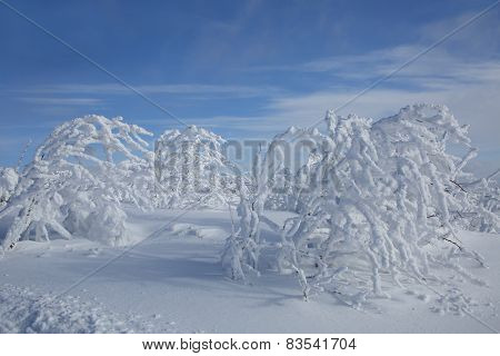 winter wonderland