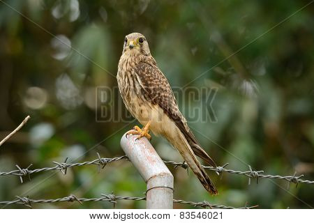 Common Kestrel (falco Tinnunculus)