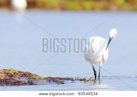 sea bird
