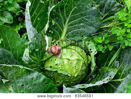 Snail Is Sitting On Cabbage In The Garden