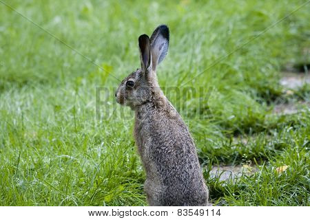 european hare