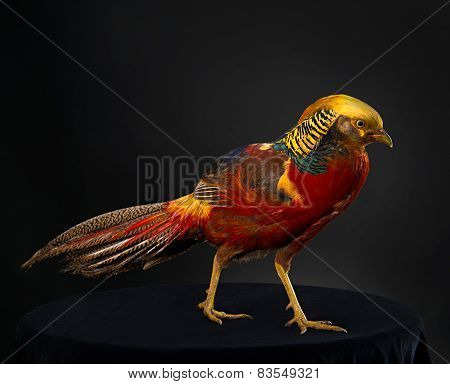 The golden pheasant