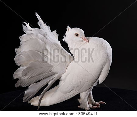 Proud white pigeon