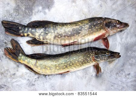 pike