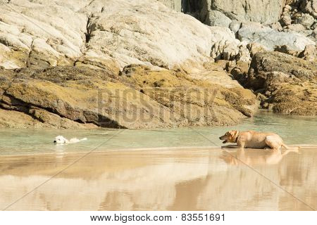 Two Dogs