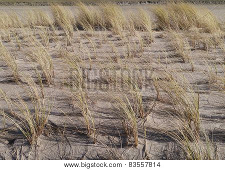 Maram grass in the Dutch dunes