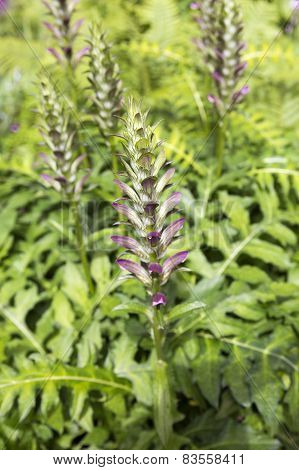 Acanthus Mollis (bear's Breeches) Flower Closeup