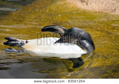 Picture Of A Swimming Pengum At Zoo.