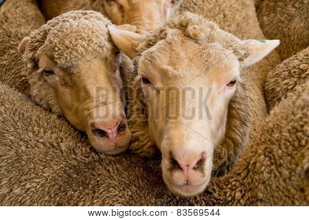 Sheeps