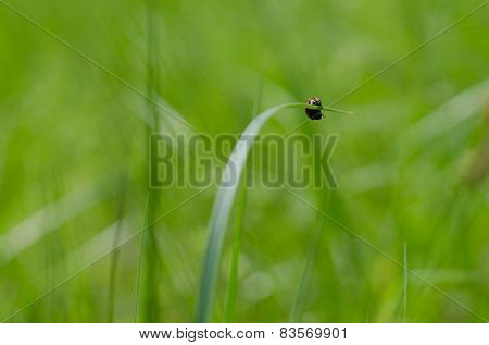 Ladybug
