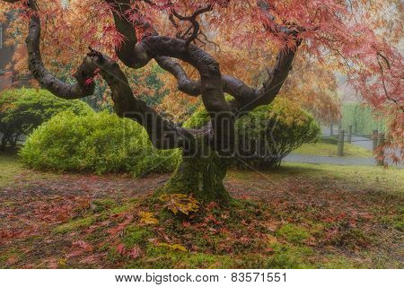 Old Japanese Maple Tree In Autumn