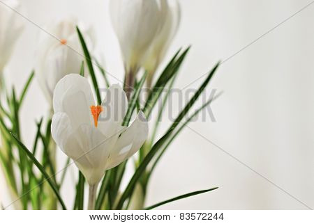 White spring crocus