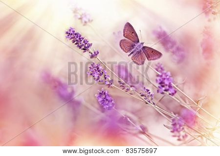 Butterfly flying over lavender