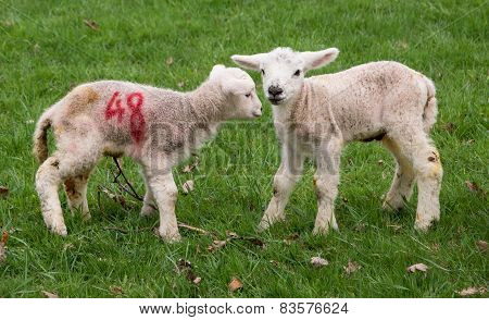 Spring Lambs