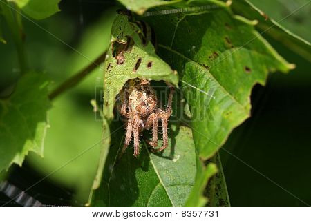 Orb Weaver Spider