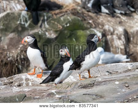 Farne Island Puffins