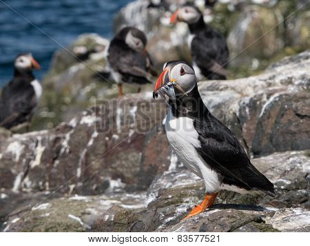 Farne Island Puffins