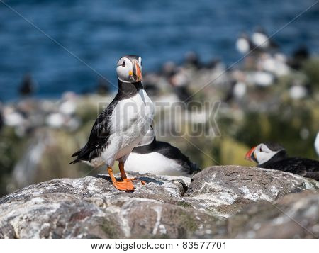 Farne Island Puffins