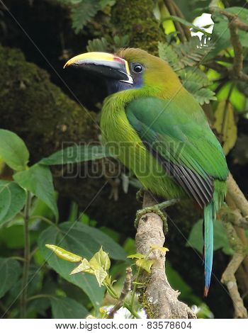 Blue-throated toucanet (Aulacorhynchus caeruleogularis)