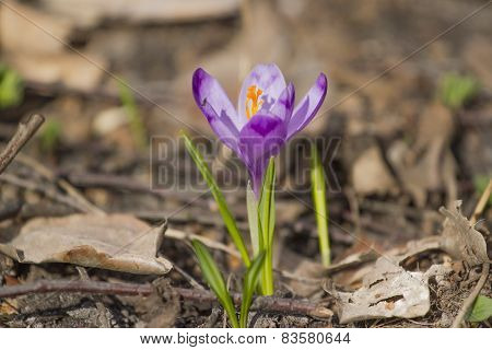 Violet blossoming crocus in the spring